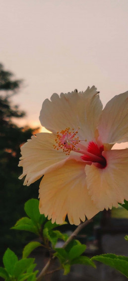 Hibiscus Aesthetic Wallpaper