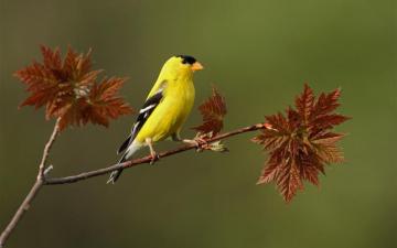 Bird HD Wallpaper Background Image