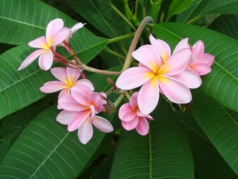 Pink Plumeria Frangipani Temple Tree
