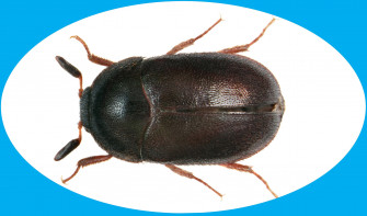 Black Carpet Beetle Wallpaper