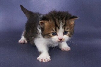 Baby Kitten Wallpaper