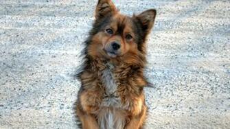 Category Animals HD Wallpaper Subcategory Dogs