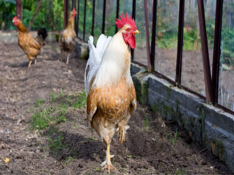 Chicken Wallpaper HD
