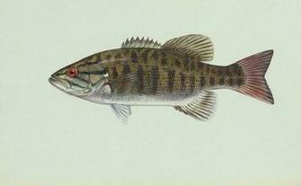 Small Mouth Bass Pictures Information Wallpaper Photos