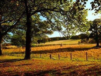 Oak Tree Wallpaper Background HD Desktop 4k
