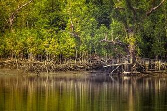 Sundarbantours Image Wild Life Of Sundarban National Park HD