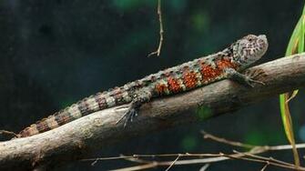 Chinese Crocodile Lizard Wallpaper Background