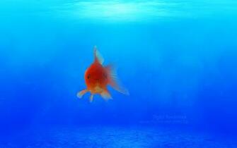 Amazing Wallpaper 3dwallpaper Funny Pictures