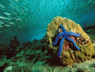 Starfish Wallpaper