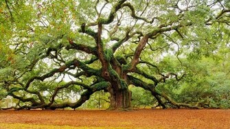 Nature Angel Oak Desktop Wallpaper Nr By Getsumtreacle