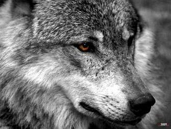 Lobo Wallpaper