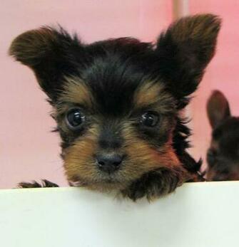 Yorkie Puppies Dogs Wallpaper Full HD
