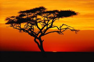 Savana Tree Sunset Wallpaper Computer Nature