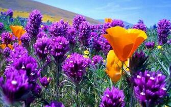 Wallpaper Wonderful Field Full With Purple
