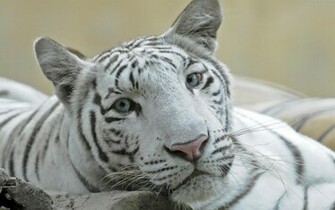White Liger Wallpaper