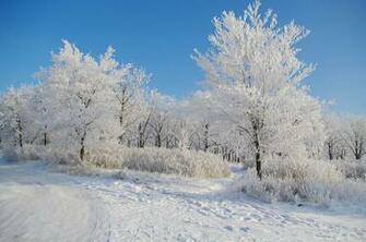 High Definition Wallpaper Of Winter Picture Snow Morning For