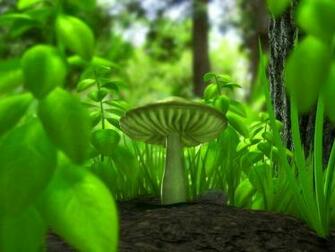 Pictures Forest Mushroom HD Desktop Wallpaper Widescreen Mobile