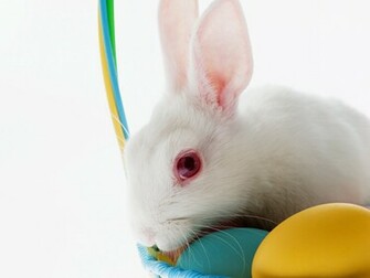 Innocent Easter Bunny Pictures
