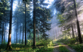 Nature Trees Forest Road Wallpaper HD
