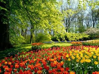Keukenhof Gardens Holland Wallpaper Flowers Nature