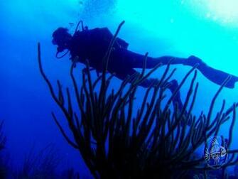 Gallery For Diving Wallpaper