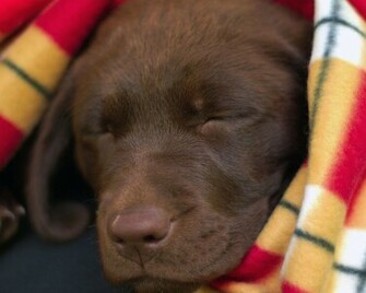 Labrador Center Retriever Desktop And Background Image