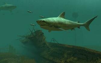 The Tiger Shark Is Most Common Type Of Sharks On Planet And