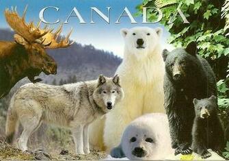 Canada Wildlife HD Walls Find Wallpaper