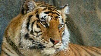 Wallpaper Face Tiger HD Upload At October By Adam