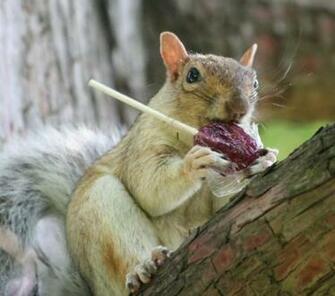 Funny Squirrels Wallpaper And Cute Animals