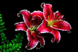 Lily Flower Wallpaper