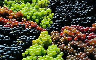 Grapes Wallpaper