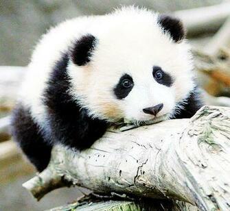 Here Are Some Amazingly Cute Baby Panda Videos That Sure To Put A