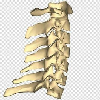 Vertebral Column Cervical Vertebrae Anatomy Lumbar