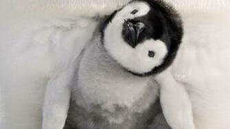 Cute Penguin Background