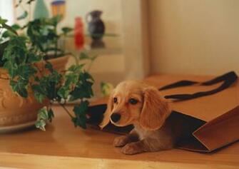 Dachshund Wallpaper Dogs Desktop