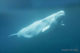 Beluga Wallpaper