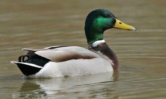 Mallard Duck Wallpaper