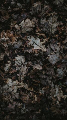 Oak Leaves Autumn Phone Background Wallpaper 4k