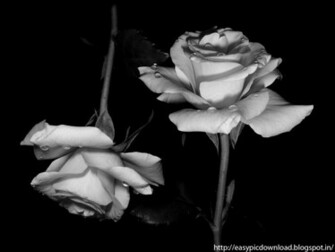 Black And White Rose Wallpaper Easy Pic