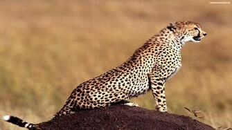 Descargar Imagen Cheetah Exotic Animal HD Widescreen Gratis