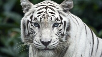 White Tiger Wallpaper Widescreen Weddingdressin