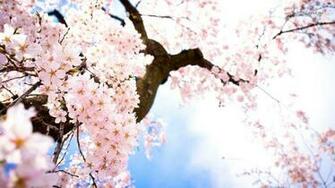Cherry Blossom Background