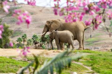 1k Baby Elephant Pictures Image