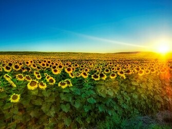 Wallpaper Sunflower