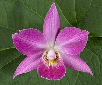 Floral Flower Green Leafs Nature Violet Flowers