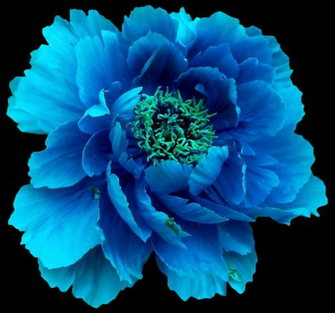 Png Transparent Peony Multi Blue