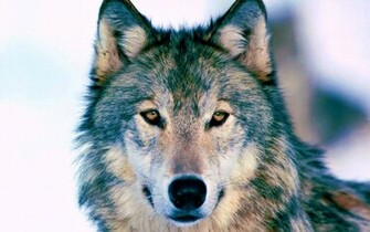Timber Wolf Wallpaper