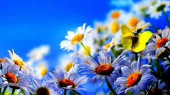 Wallpaper Yellow Butterfly On The Beautiful Spring
