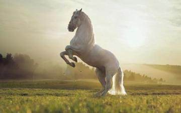White Horse Wallpaper On